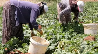 Salatalığın kilosu tarlada 50 kuruş