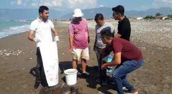 Kumluca sahilinde yaralı caretta caretta bulundu