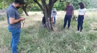 Bitkin halde bulunan yaban keçisi tedavisinin ardından doğaya bırakıldı