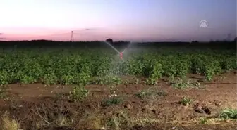 Gece sulamasıyla suda tasarruf, üründe verim artışı sağlandı