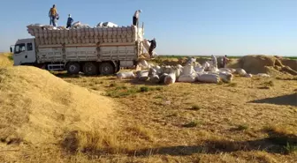 Saman işçilerinin kavurucu sıcaktaki ekmek mücadelesi