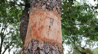 Yunusemre'de yabani zeytin ve menengiç ağaçları aşılandı