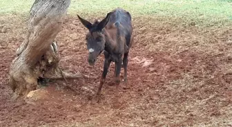 Bakımsız eşek vatandaşların duyarlılığı sayesinde kurtarıldı