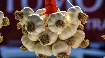 Taşköprü sarımsağı bu hafta 17 TL'den alıcı buldu