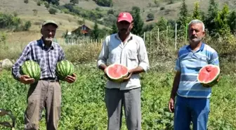 İnegöl'de karpuz hasadı başladı