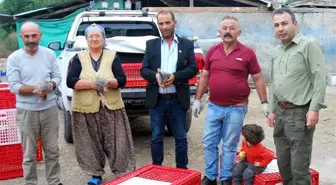 Tokat'ta keneye karşı beç tavuğu dağıtıldı