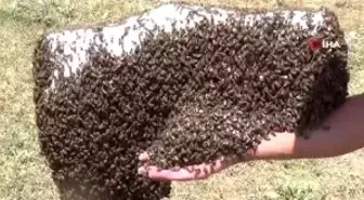 Kanser hastası oğlunu bal ile tedavi eden baba, arıcılığı meslek edindi