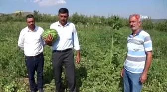 Karpuz ve kavundaki verimden memnun olan çiftçiler pazar sorunu yaşıyor