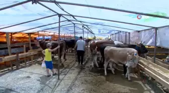 Bursa'da kurban pazarlarında sinekle mücadele