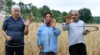 Çiftçiler, sarp arazideki ekinlerini orakla biçiyor