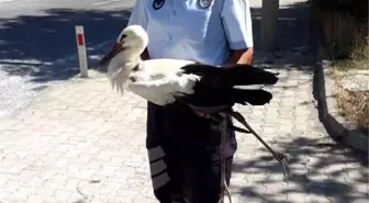 Kanadı yaralı leylek, tedaviye alındı