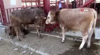 Van'da kurbanlıklar görücüye çıktı