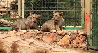 İkiz aslan yavruları 'Efe' ve 'Yiğit' ziyaretçilerin gözdesi