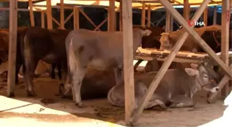 Kurbanlıklar pazardaki yerini almaya başladı