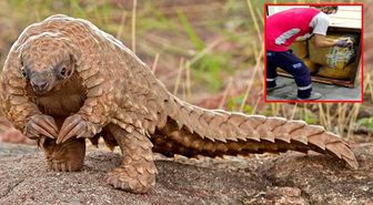 İstanbul Havalimanı'nda 1 ton pangolin pulu bulundu! Değeri 8,5 milyon lira