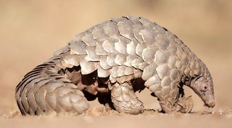 Pangolin nedir, nerede yaşar? Pangolin pulu ne işe yarar?