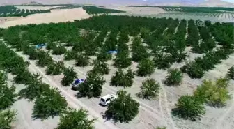 Taze kayısı ihracatındaki artış yüz güldürdü (2)