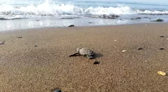 Yavru caretta cerattalar denizle buluşmaya başladı