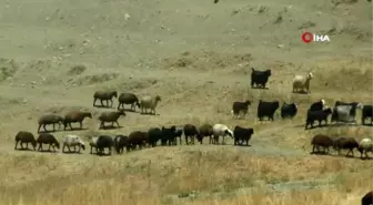 Muş'ta 15 kişi brucella hastalığına yakalandı