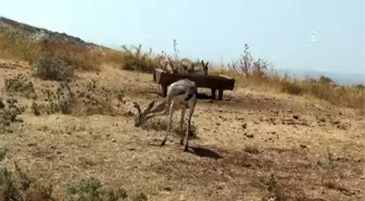 Dağ Ceylanları Üretim İstasyonu'nda inceleme