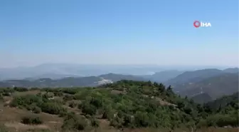 Hatay sınırında orman yangını