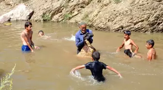 Koyunların yıkandığı gölette yüzme keyfi