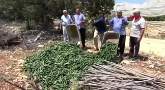 MERSİN SALATALIĞIN KİLOSUNUN 20 KURUŞA DÜŞMESİNİ PROTESTO ETTİLER