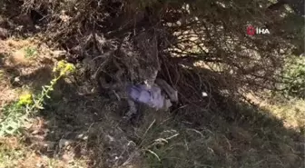 Siirt'te ağaçların arasına gizlenmiş PKK'ya ait mühimmat ele geçirildi