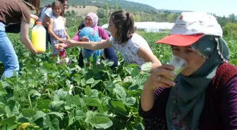 Tarlada sıcak havada çalışanlara limonata ikramı