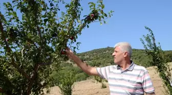 Yunusemre'nin organik bahçeleri ilk meyvelerini verdi