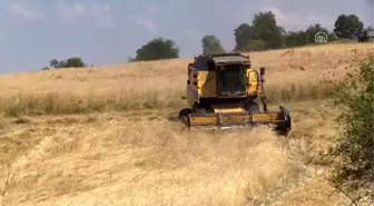 Buğdayın atası 'siyez'de hasat başladı