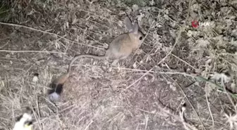 Çöllerde yaşayan 'kanguru faresi' Bitlis'te görüldü