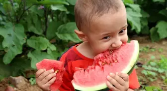 Doğu Karadeniz'in tek karpuz üretim merkezinde hasat başladı