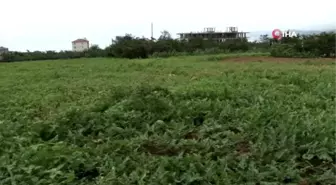 Doğu Karadeniz'in tek karpuz üretim merkezinde hasat başladı