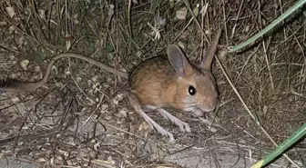 Dünyanın en ilginç 19 hayvanından biri Bitlis'te görüldü