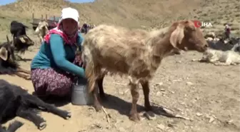 Yüksekovalı kadın zorlu yayla yaşamı