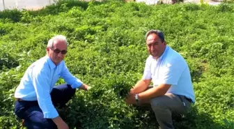 Eskişehir tıbbi bitkide atağa kalkıyor