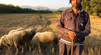 (Özel) Siyaseti bırakıp çobanlık yapıyor