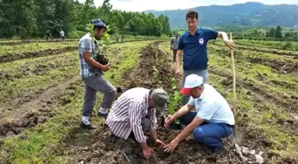 Samsun'a süper meyve aronia bahçesi kuruldu