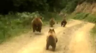 Yayla dönüşü önlerine çıkan ayı ailesini görünce şaşkınlık yaşadılar