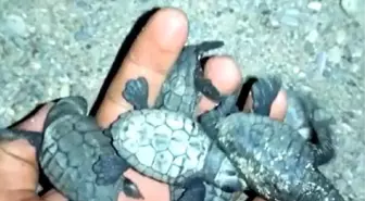 Yönünü kaybeden yavru caretta carettaları, denizle buluşturdu