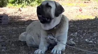 Aksaray Malaklısı 2 bin yıl önce düşmana karşı savaş köpeği olarak mücadele etti