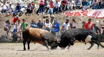 Antalya'da 41 boğa güreş tuttu