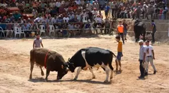 Çamköy Arenası için boğa güreşi