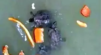 Kaplumbağalar kurumasın diye her gün 50 kilometre yol gidiyor