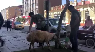 Kars'ta, gelin adayına 'süslü koç gönderme geleneği' sürüyor