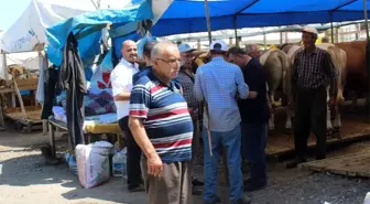 Zeytinburnu'nda kurbanlık satışları başladı