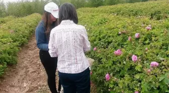 Adını gül ve lavanta ile duyuran Keçiborlu'nun tarihi yazıldı