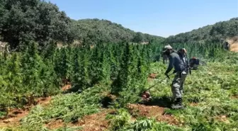 Diyarbakır'da 420 bin kök Hint keneviri ele geçirildi