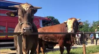 Kurban pazarında alıcı da satıcı da memnun değil